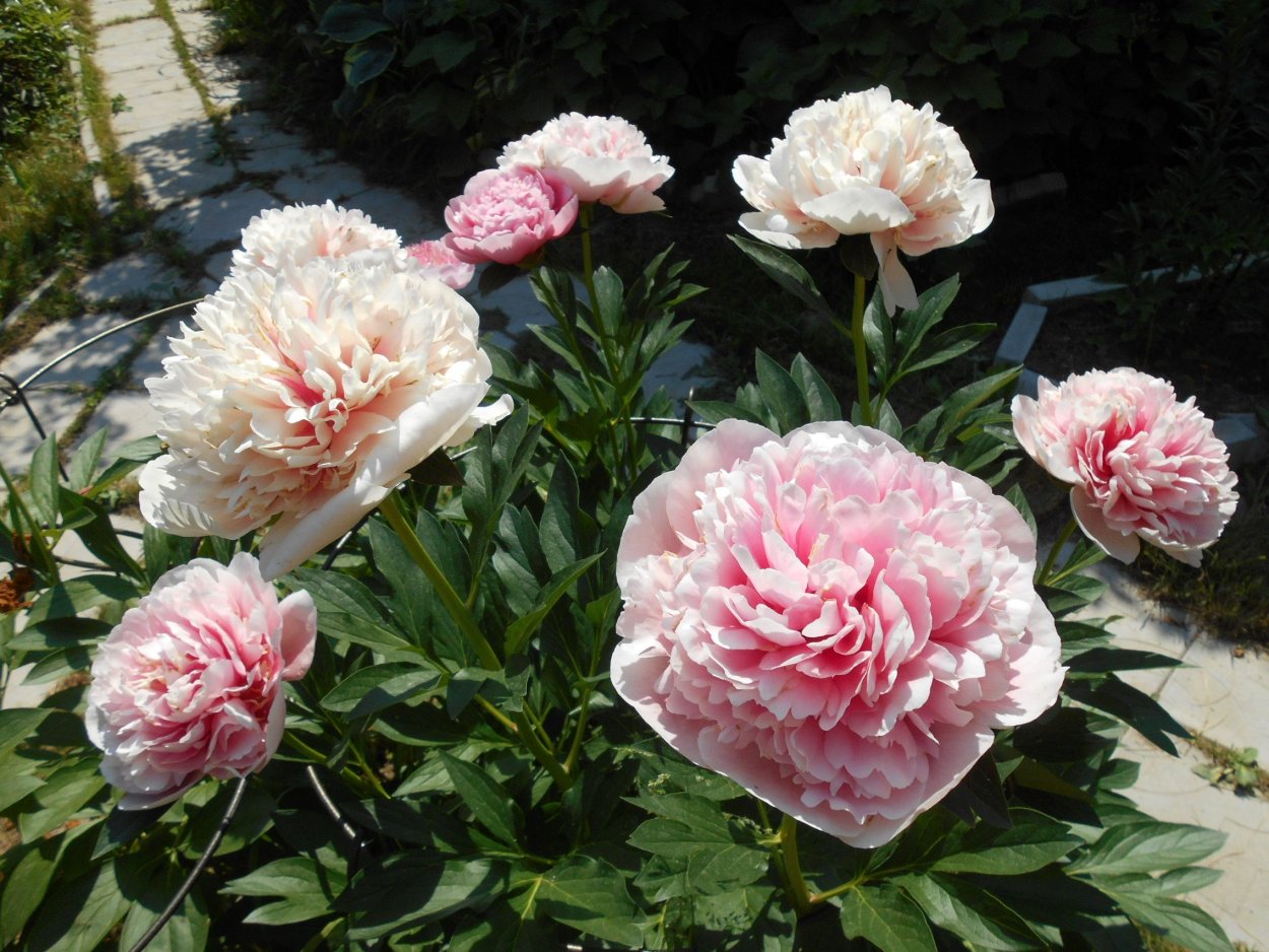 Пион Этчед Салмон