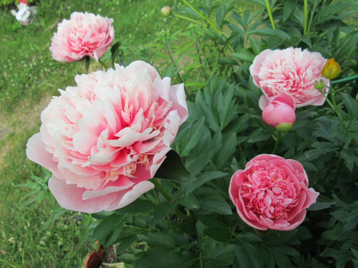 Пион травянистый Сэлмон Глори фото