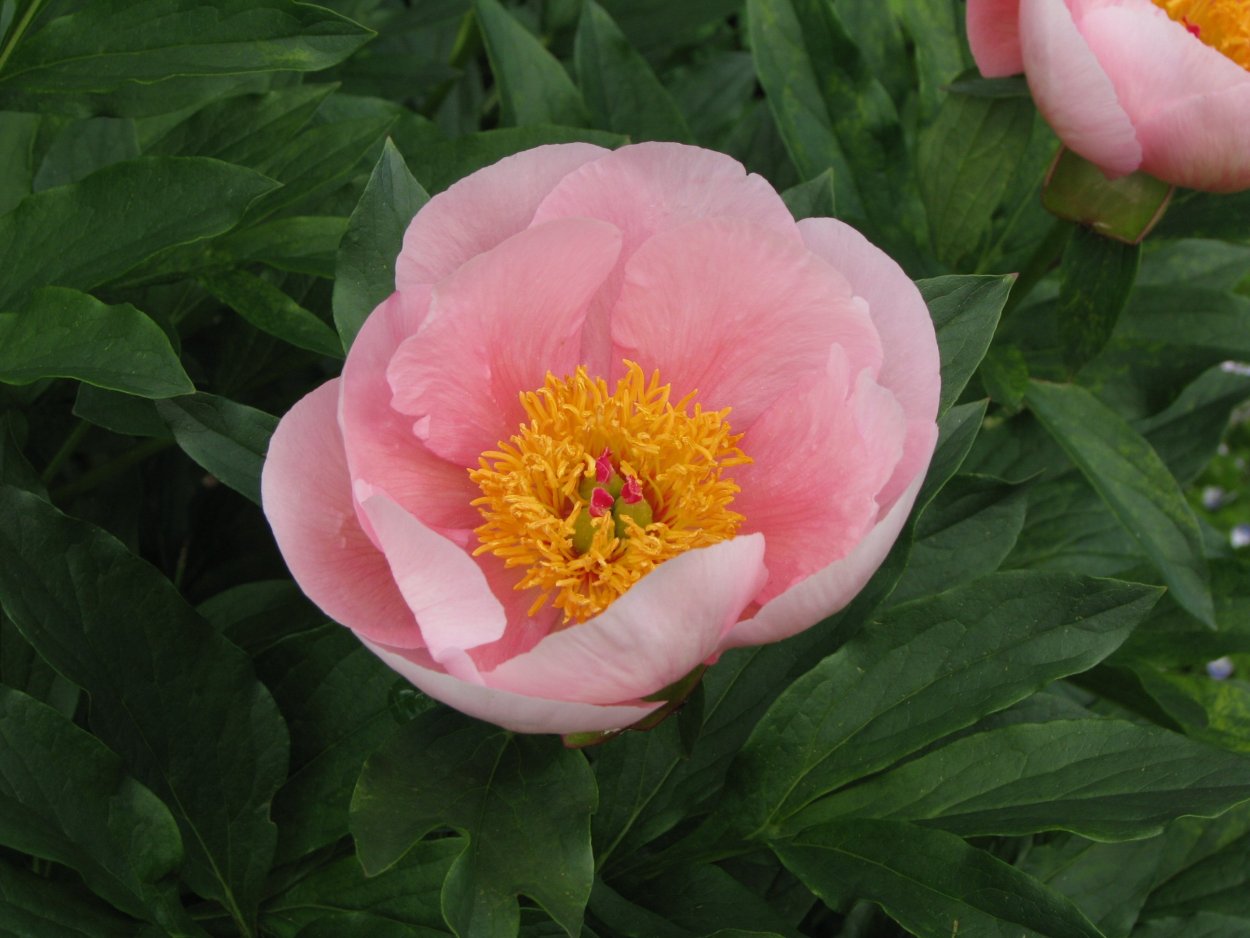 Пион софт Сэлмон сосер