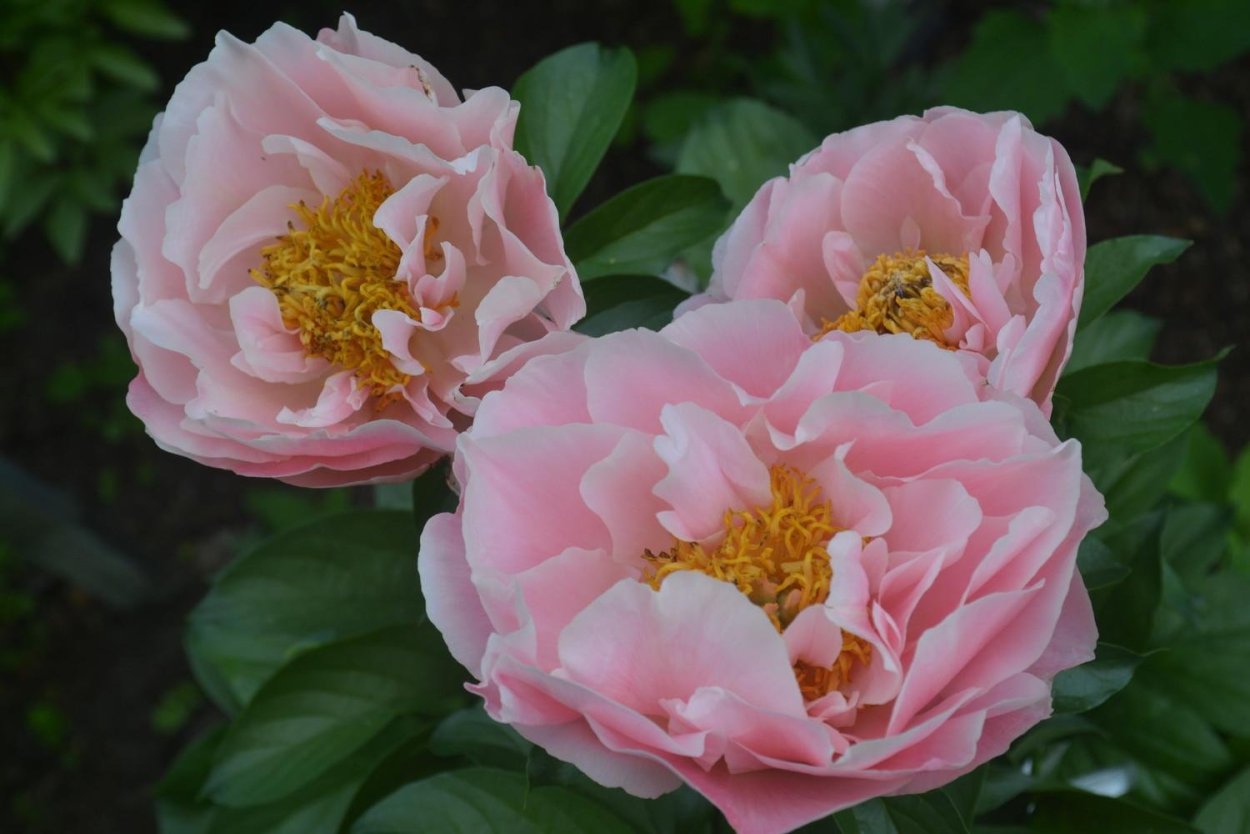 Пион Салмон Дрим Paeonia Salmon