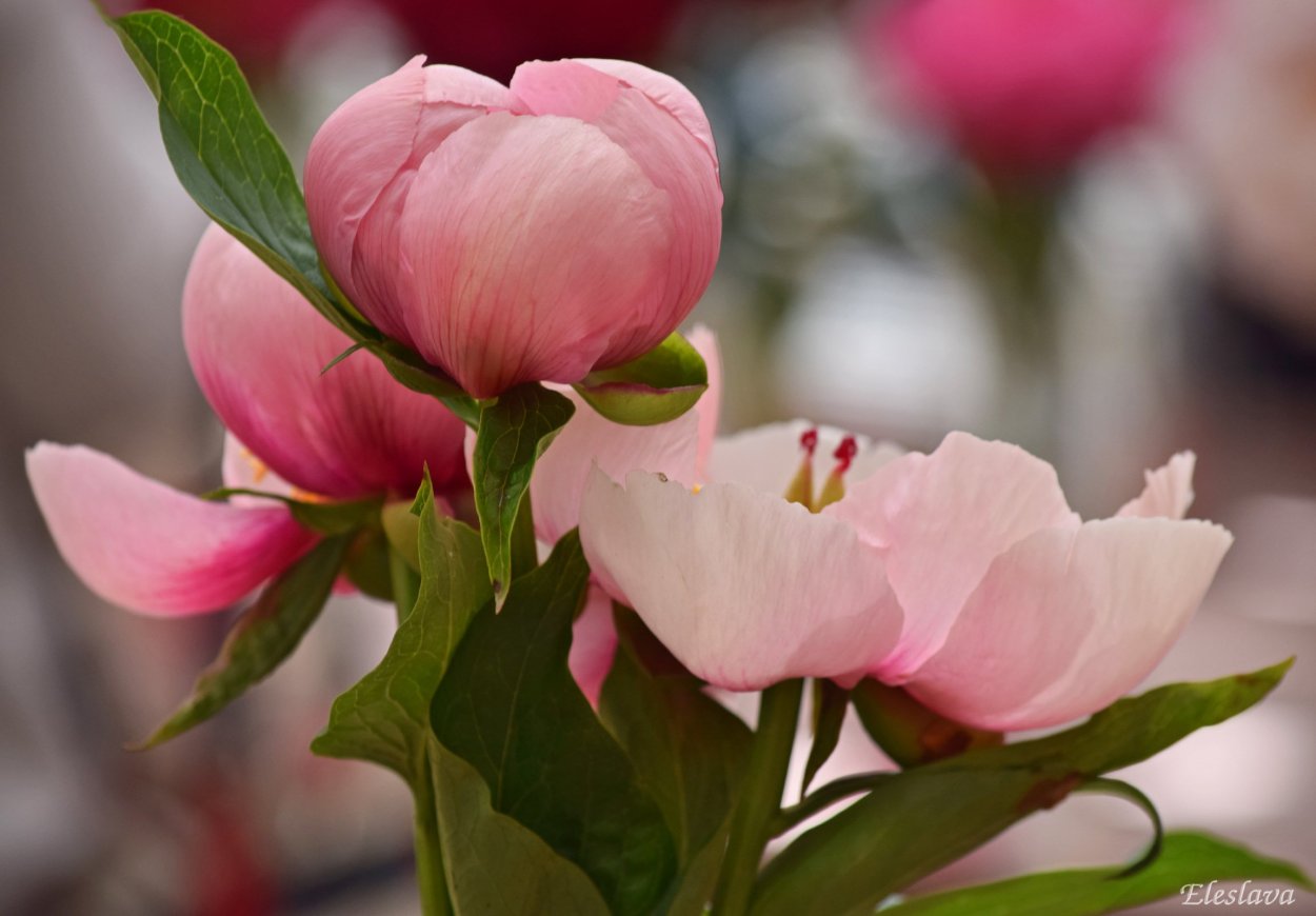 Пион Soft Salmon Saucer