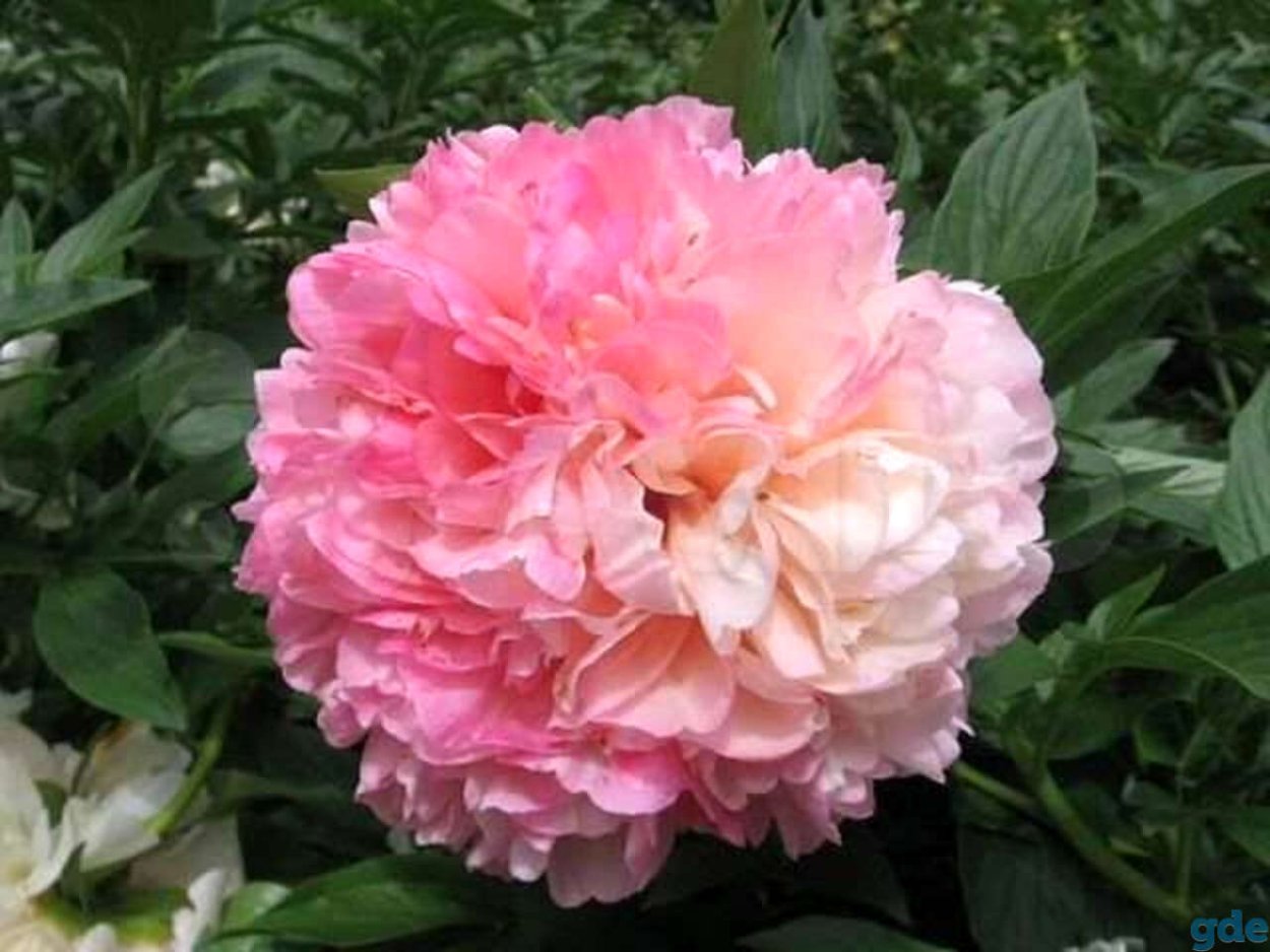 Пион Salmon Glory — пион Салмон Глори