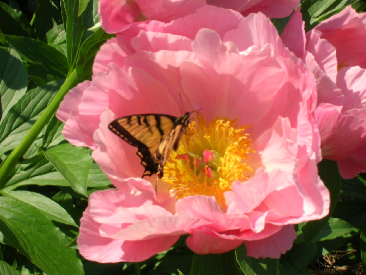 Пион Салмон Чиффон