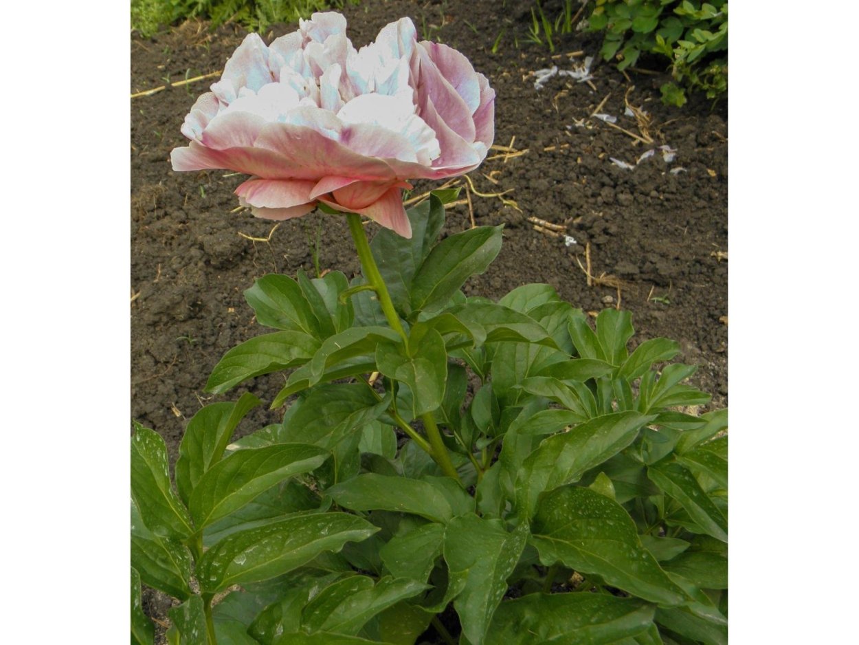 Пион Соломон Дрим