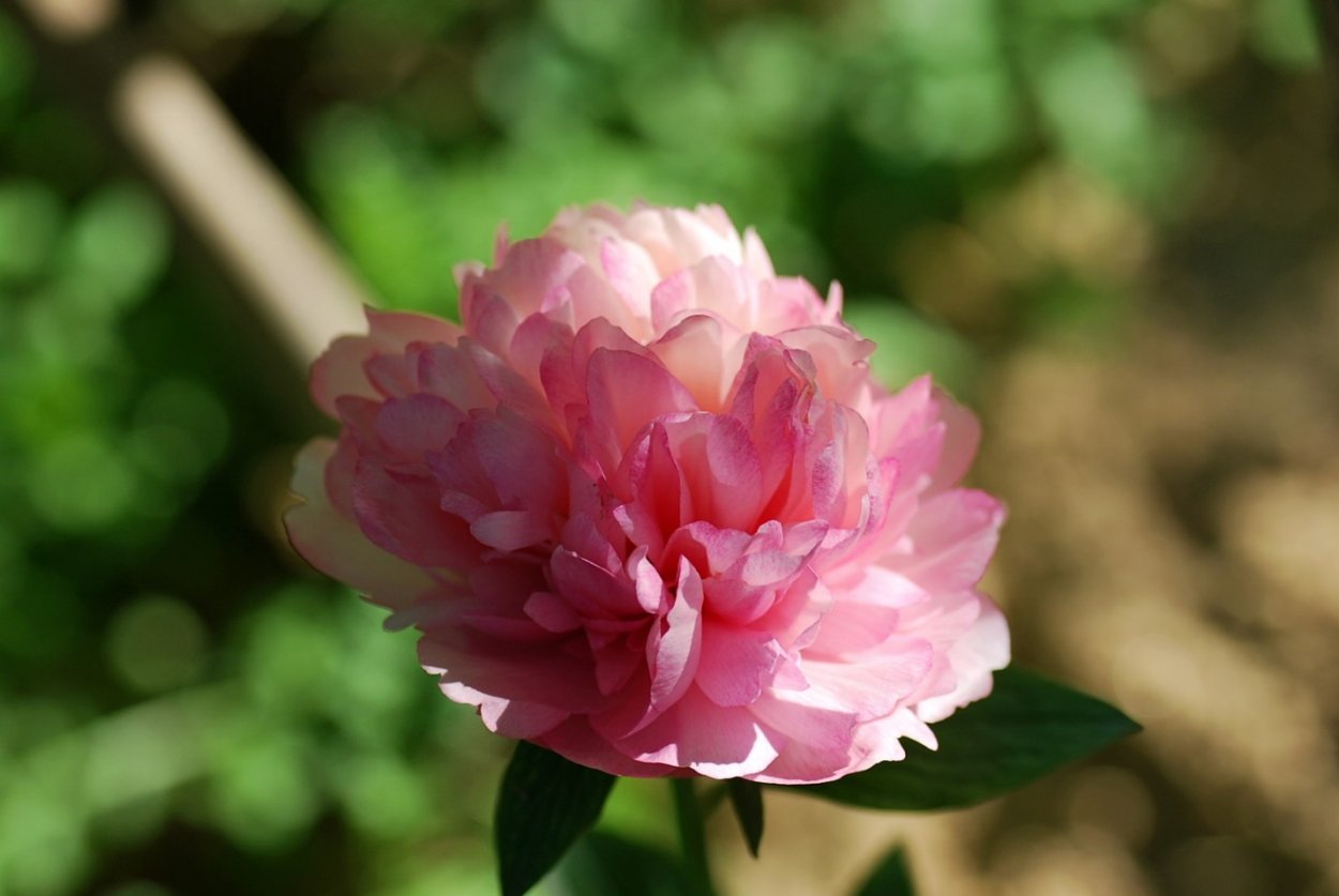 Пион Salmon Glory — пион Салмон Глори