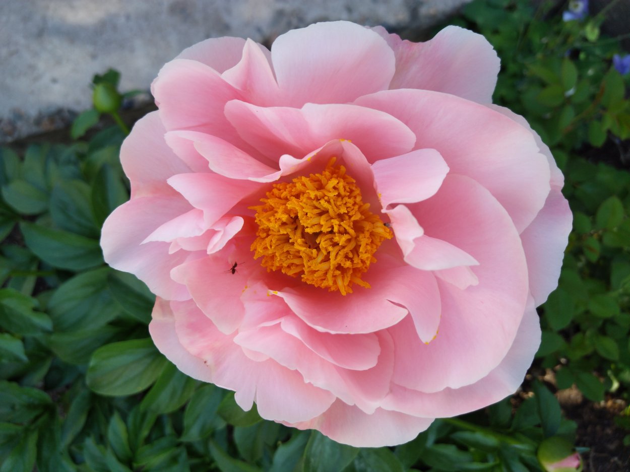 Пион Дрим тайм