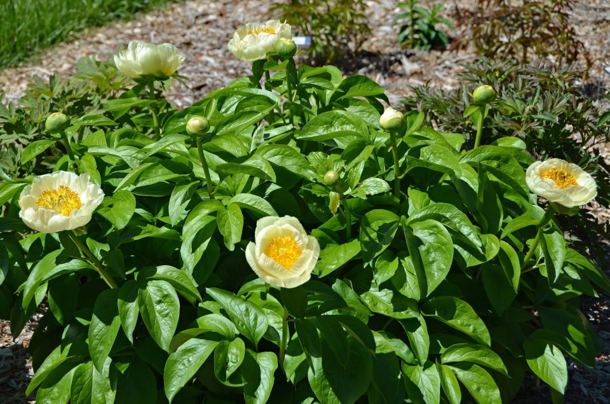 Пион Roy Pehrson's best Yellow