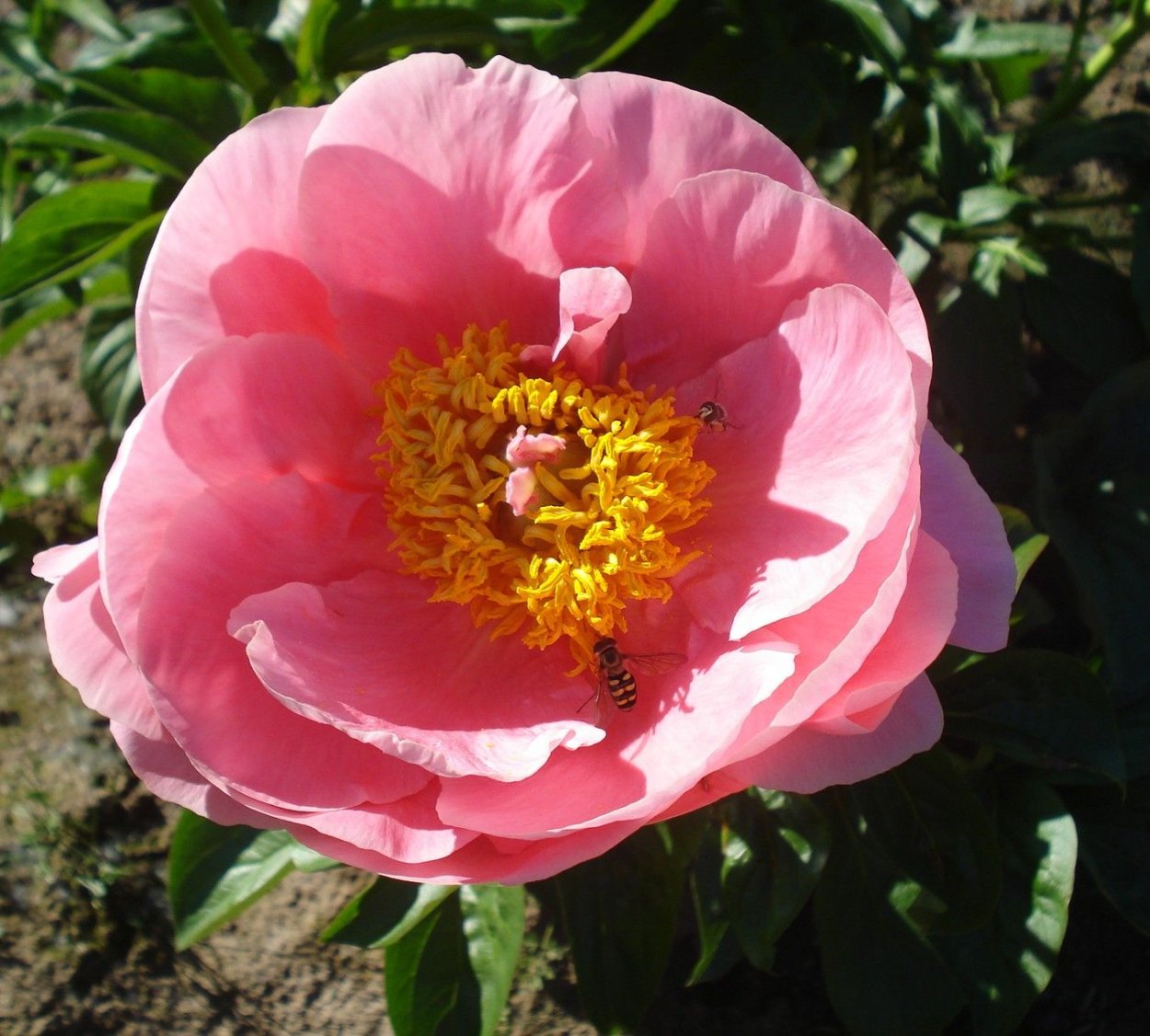 Пион Salmon Dream