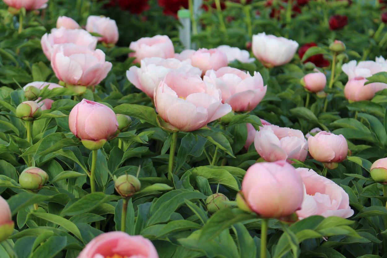 Flying Pink Saucers пион