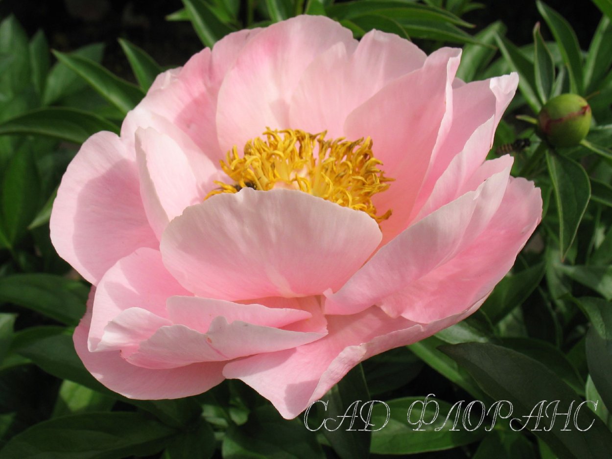 Пион Салмон Дрим