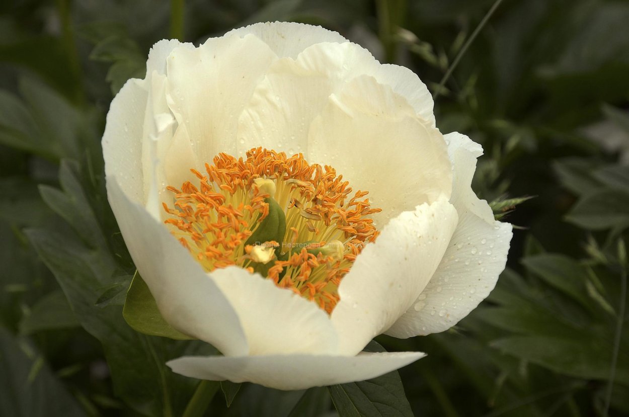 Пион Фрагрант букет