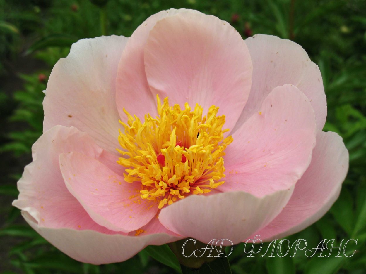 Сальмон Соусер пион