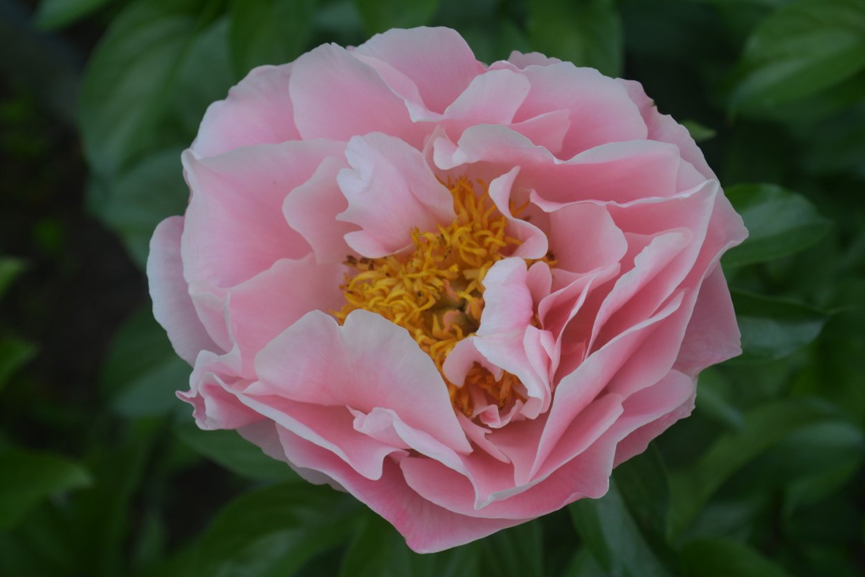 Пион Салмон Дрим 'Salmon Dream'