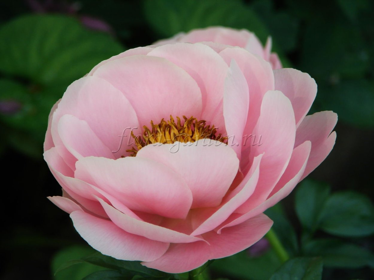 Пион Салмон Дрим купить