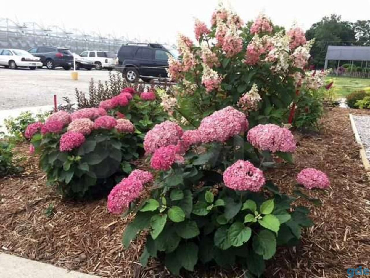 Гортензия древовидная Mauvette