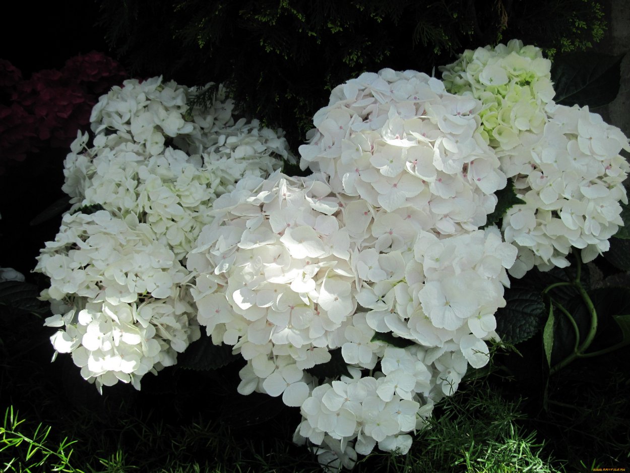 Гортензия Белла РАЗАЦА