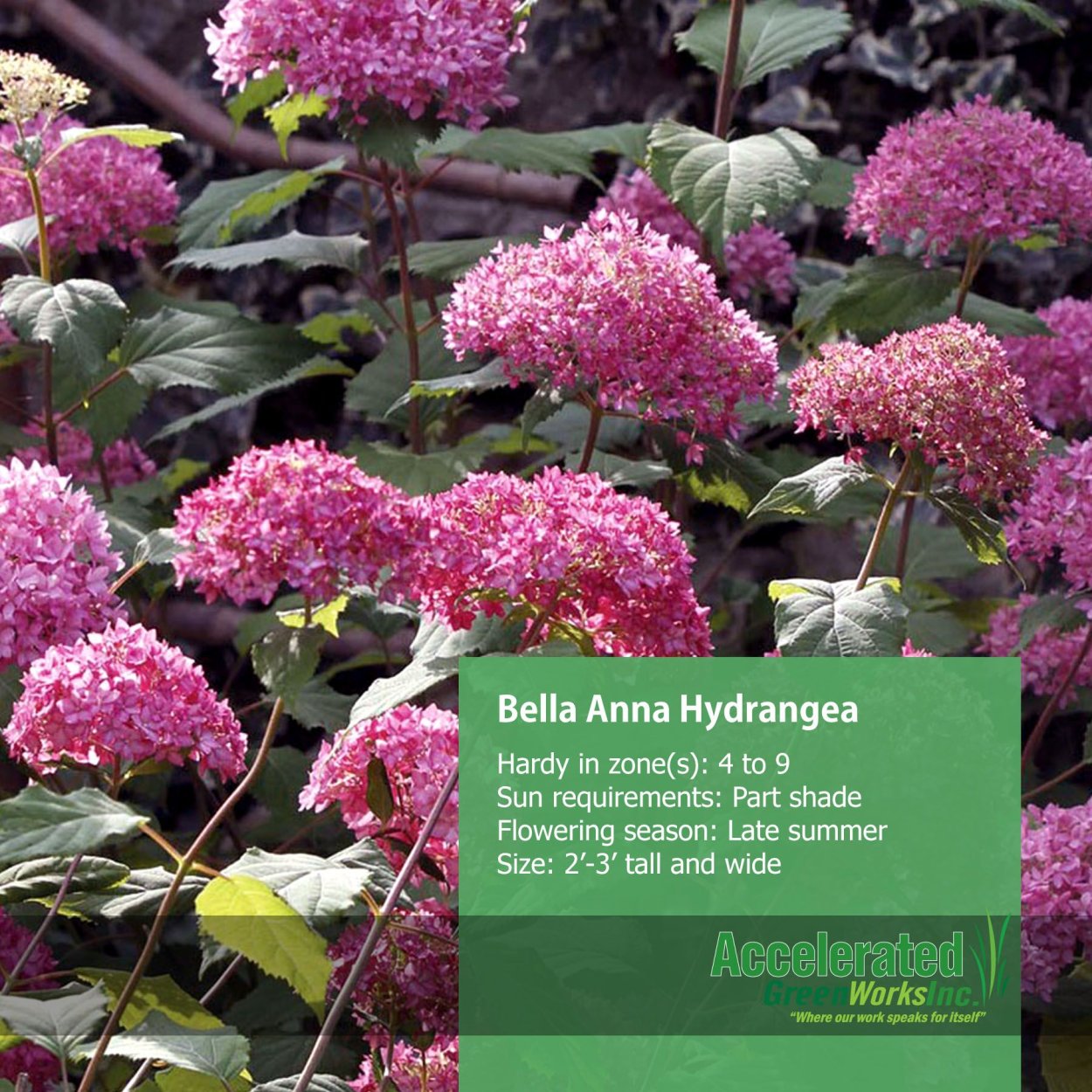 Гортензия древовидная Hydrangea arborescens Bella Anna