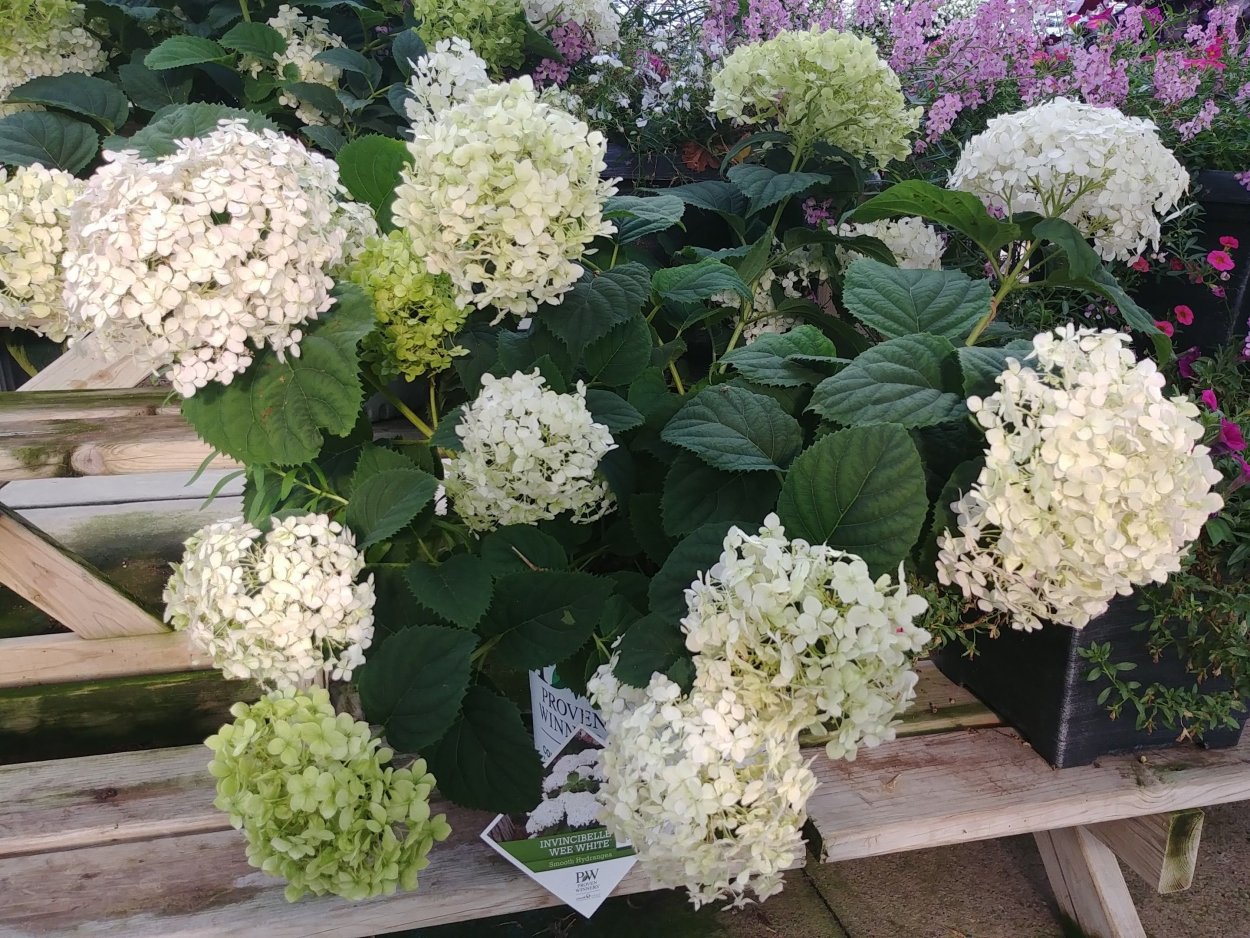 Гортензия Берри Вайт