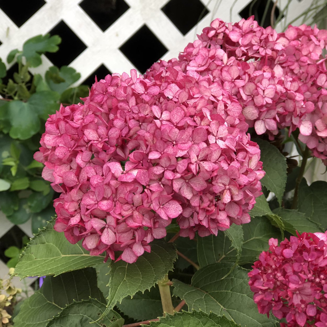 Гортензия Инвинсибелль