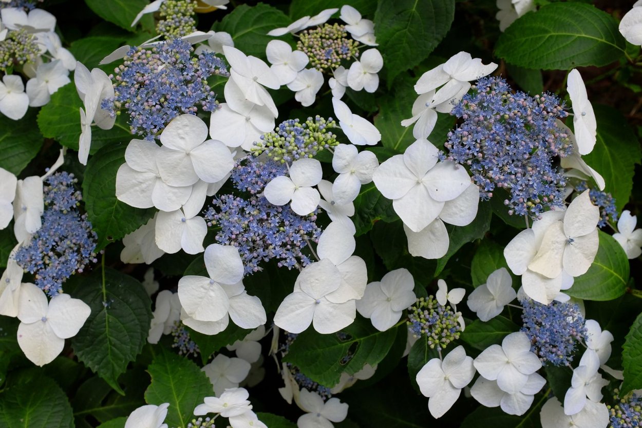 Гортензия Либелле крупнолистная