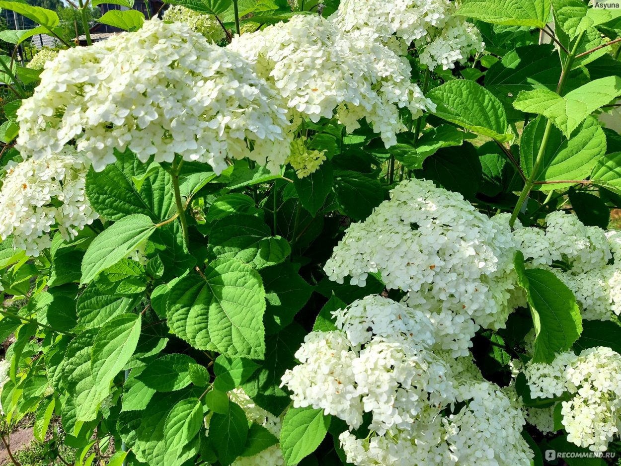 Белла Рагаца гортензия