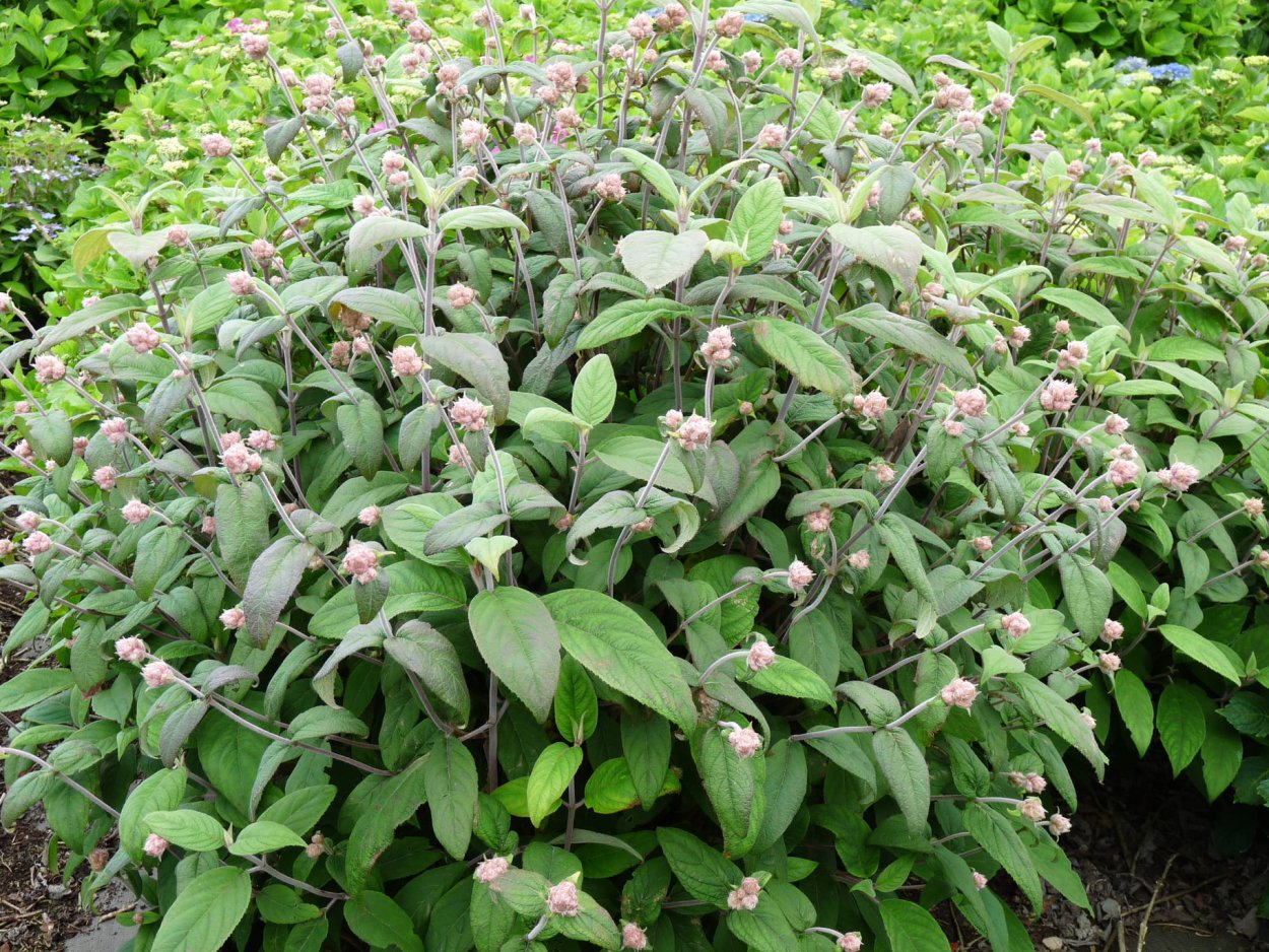 Гортензия Bella ragazza Mauvette