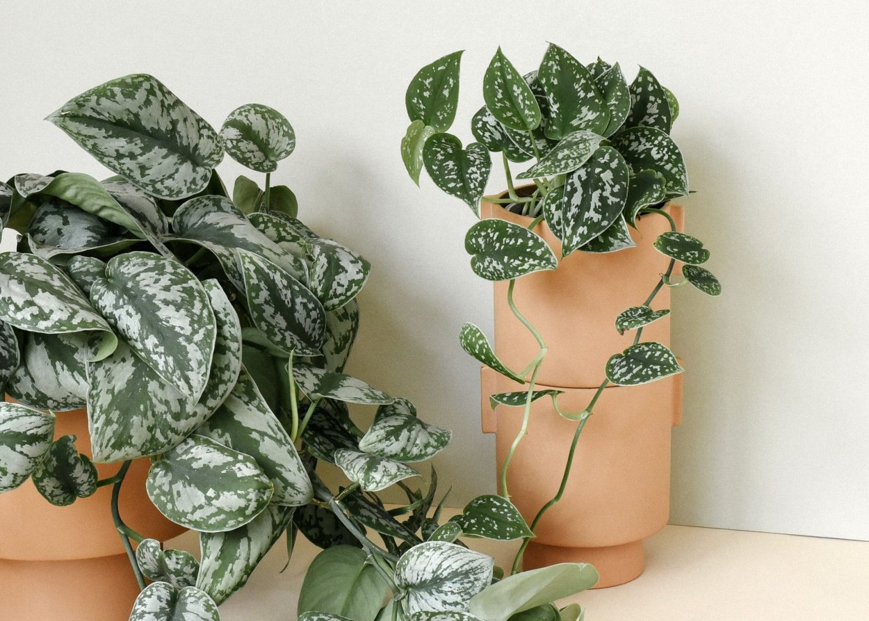 Сциндапсус Мунлайт