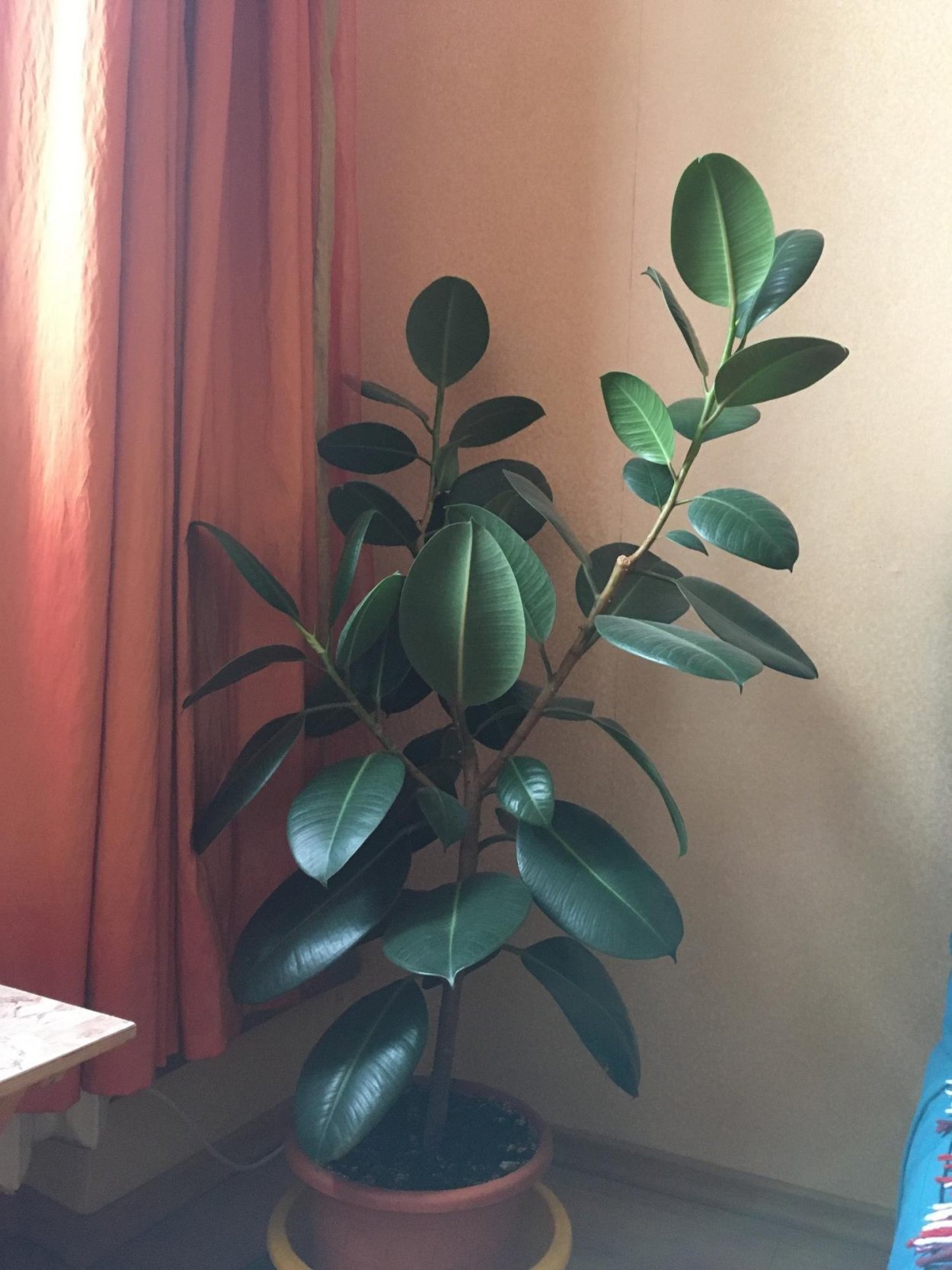 Фикус каучуконосный Росток