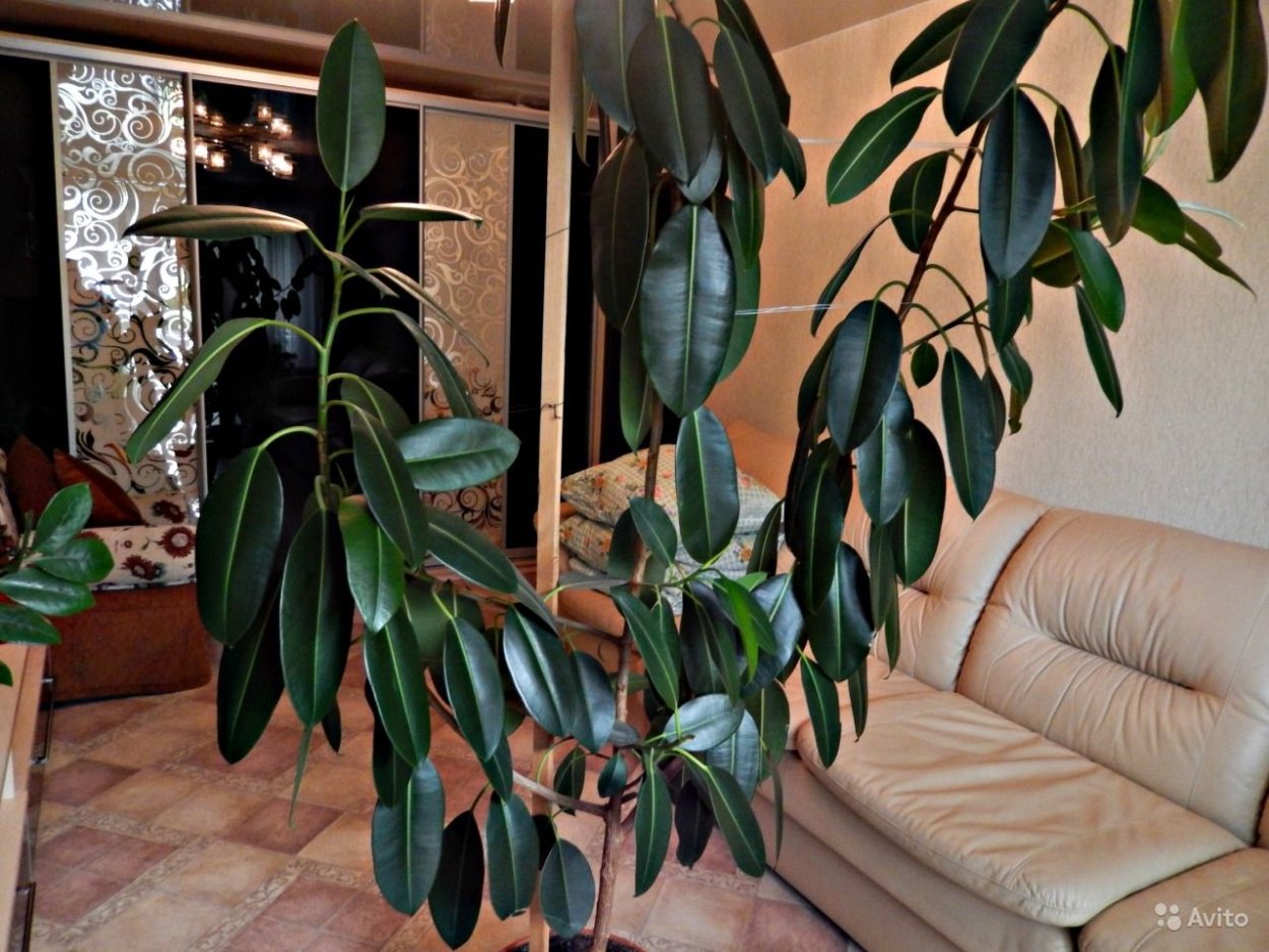 Фикус Бенджамина каучуконосный