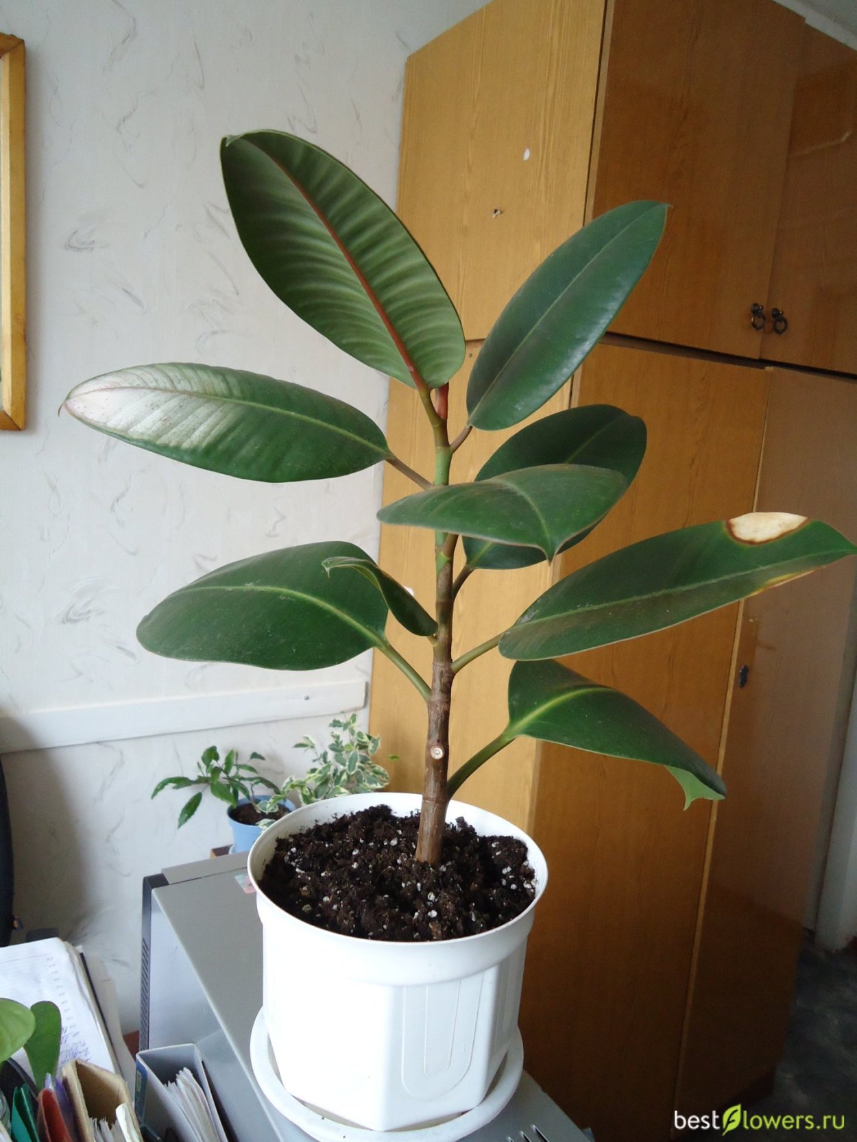 Фикус каучуконосный крона