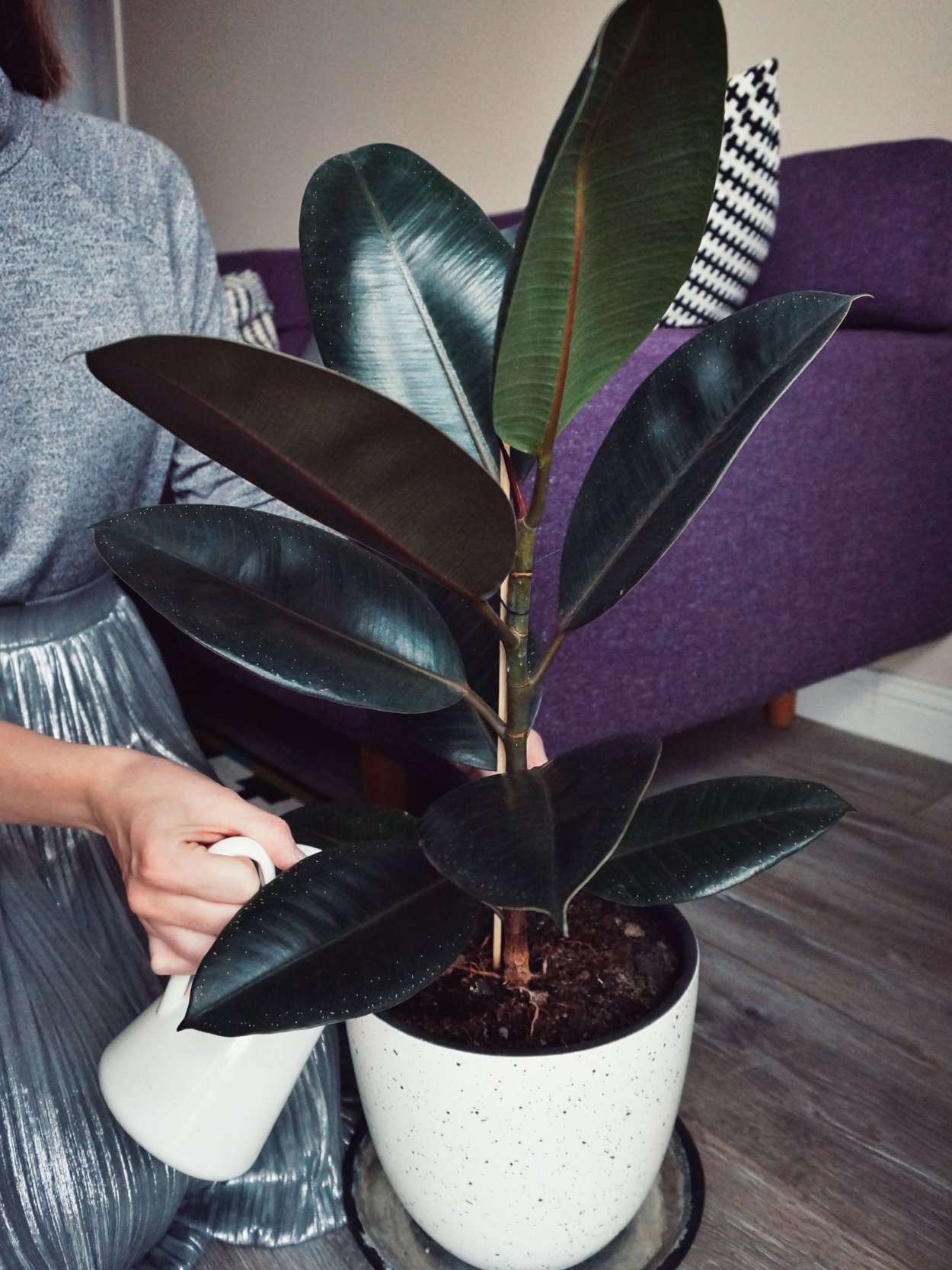 Фикус каучуконосный Бали