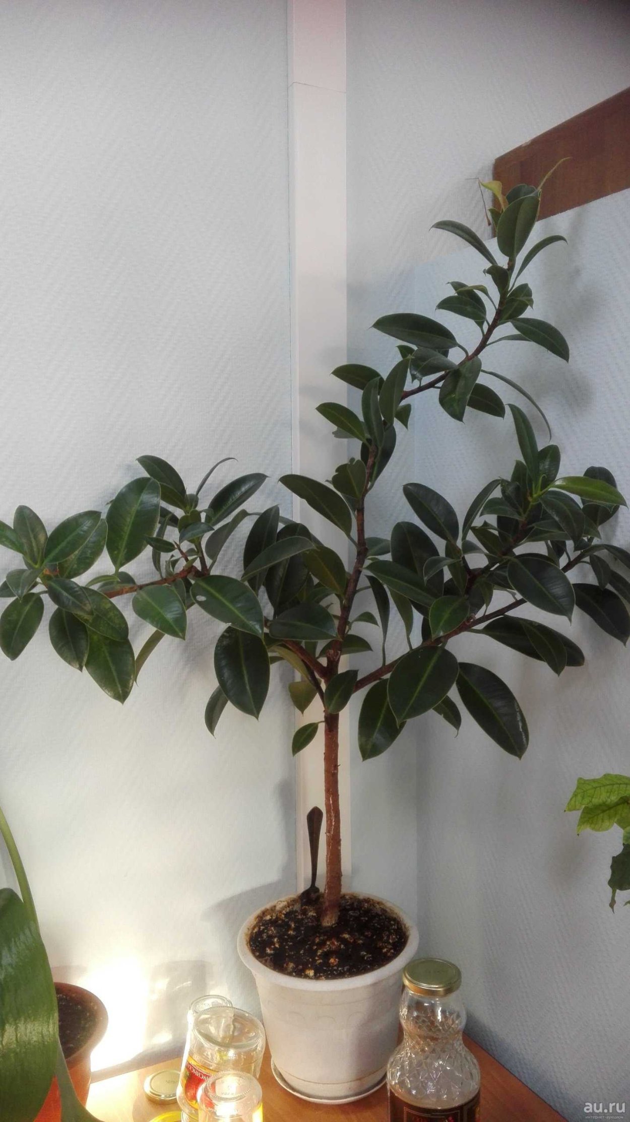 Фикус взрослый каучуковый