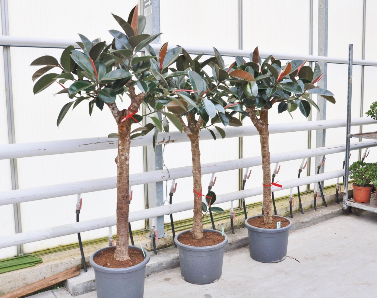 Фикус каучуконосный штамбовый