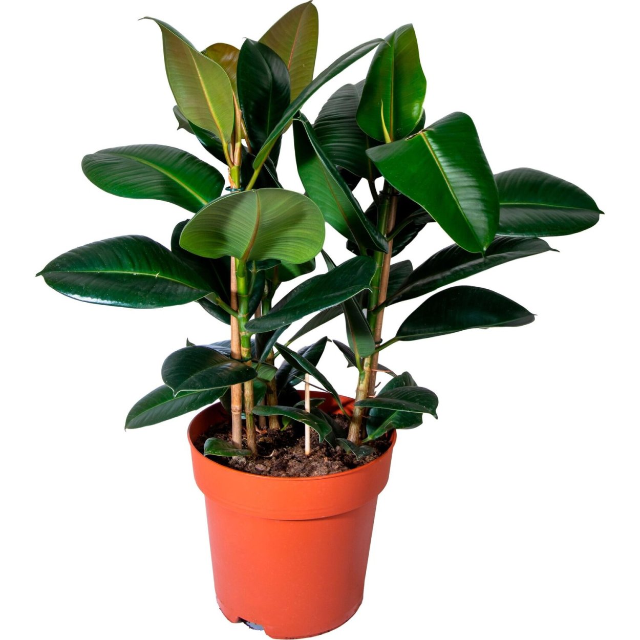 Фикус elastica robusta