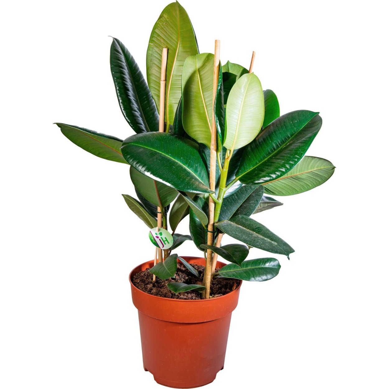 Фикус каучуконосный эластика