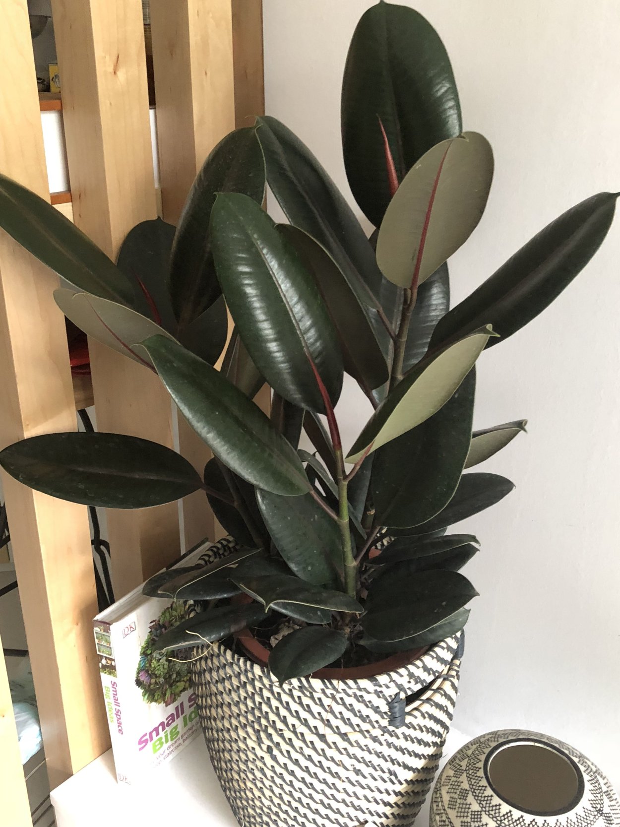 Фикус elastica Burgundy