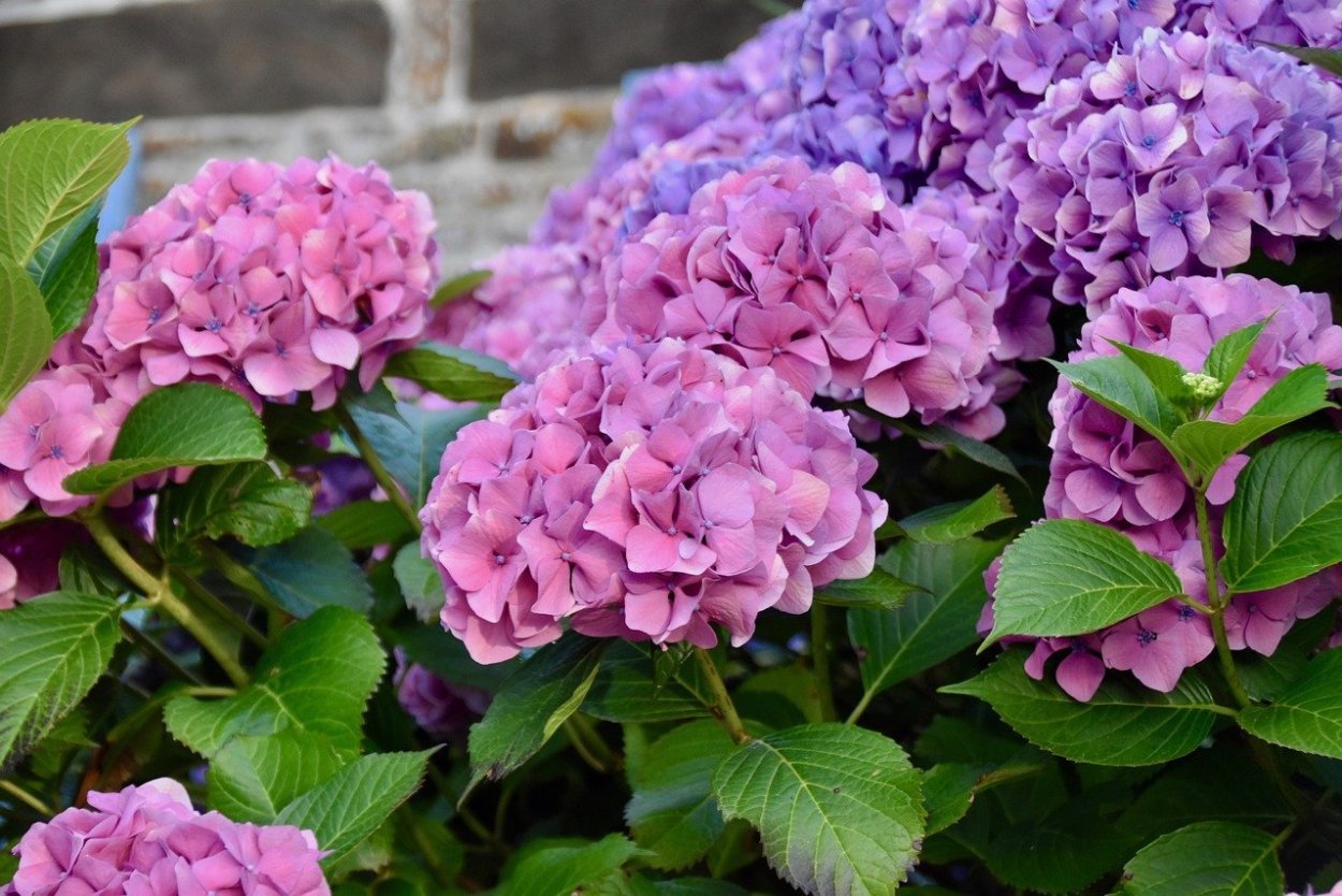 Гортензия крупнолистная доппио Бьянко