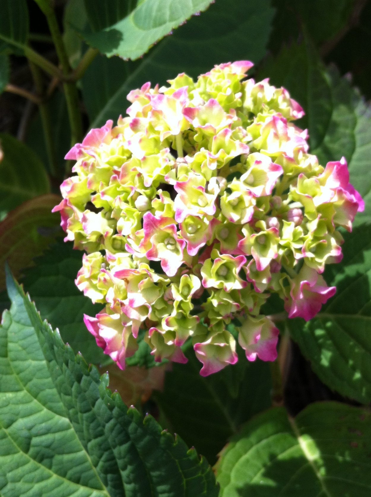 Гортензия ред Вондер