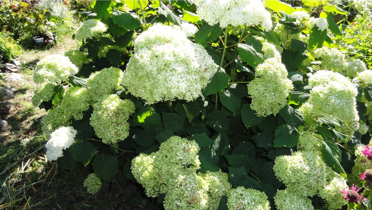 Гортензия Краса Лесково