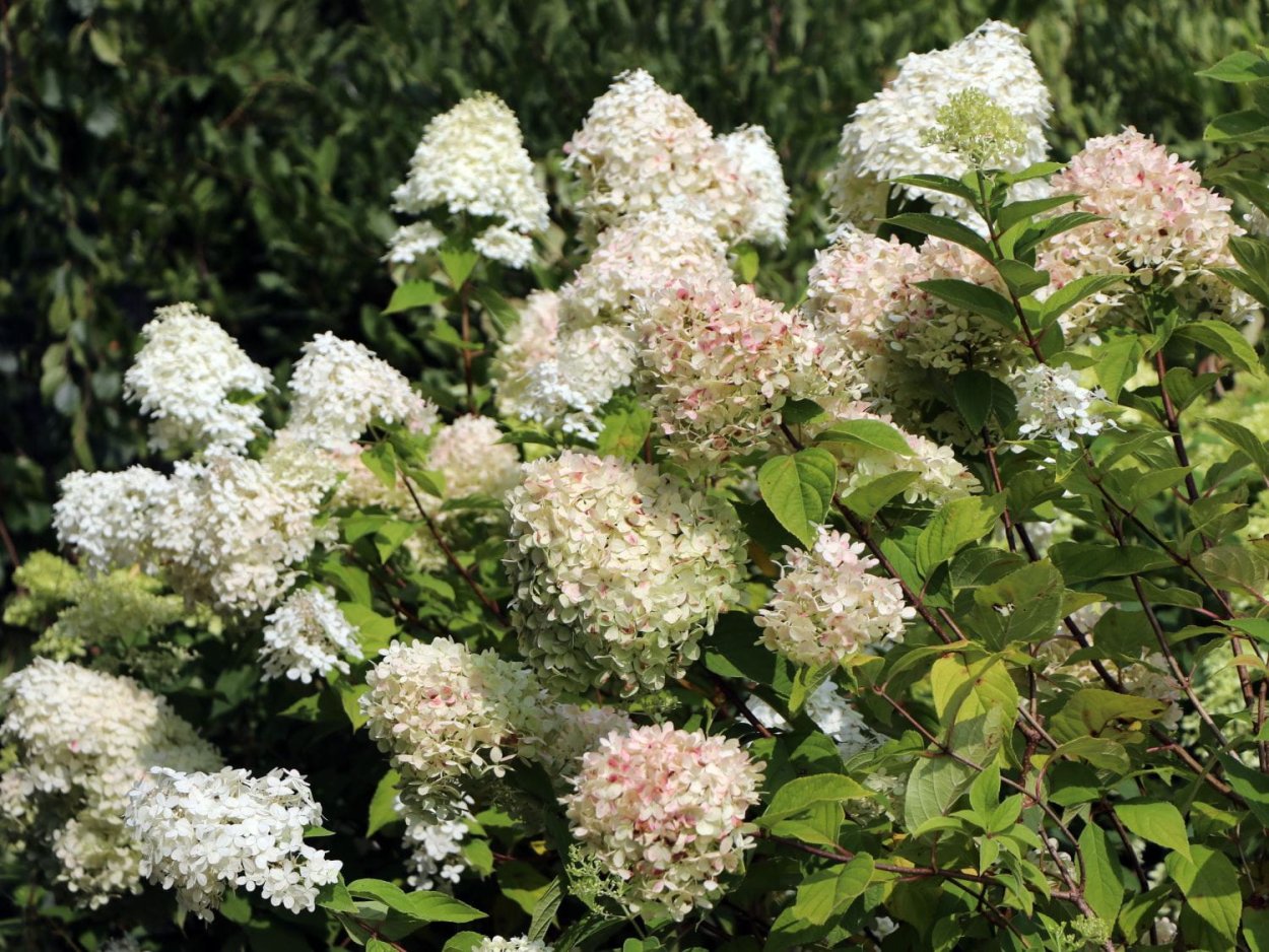 Hydrangea paniculata Rastede