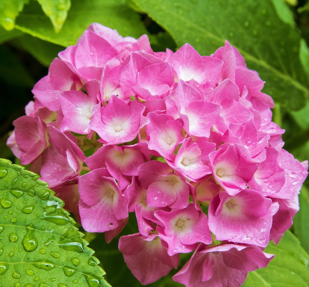 Гортензия Перфекшн крупнолистная