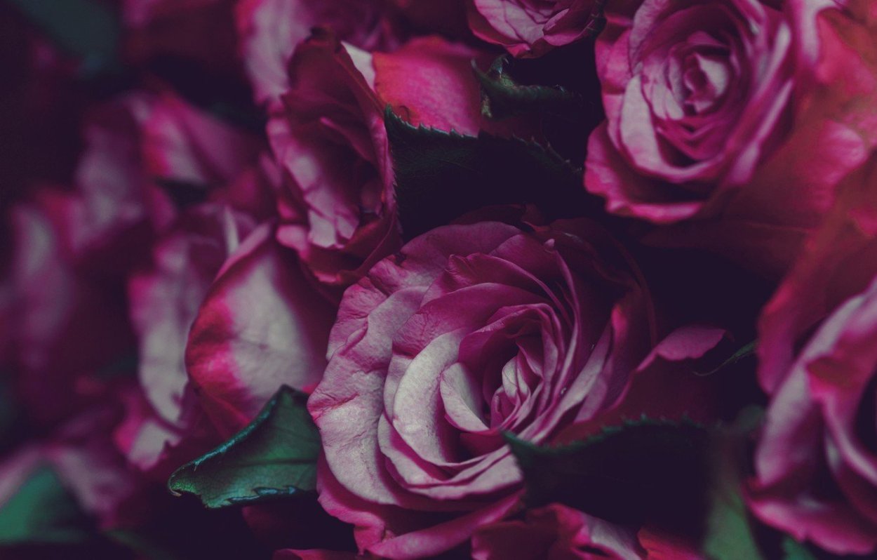 Бордовые картинки