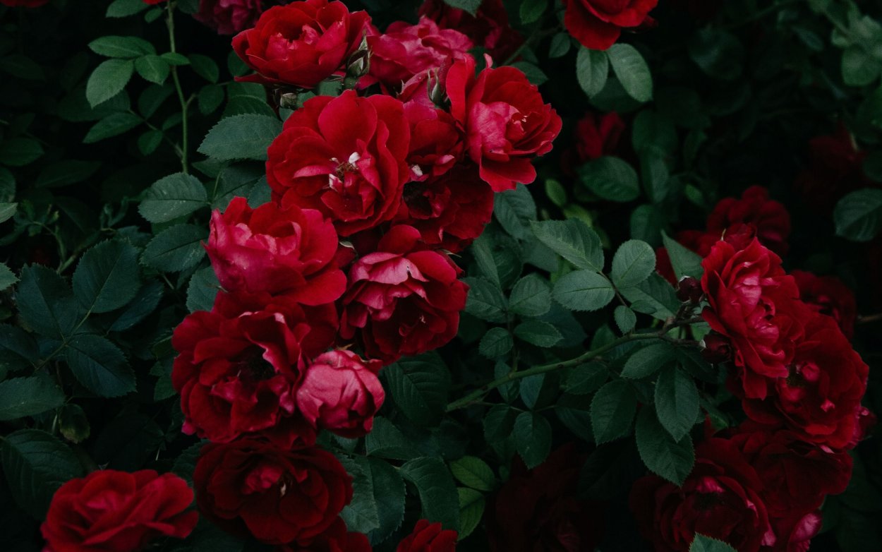 Роза ред Гарден Роуз