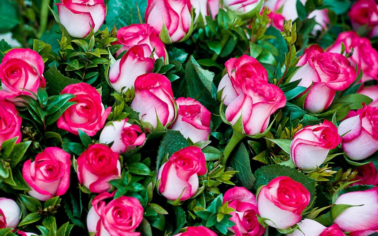 Шикарные цветы