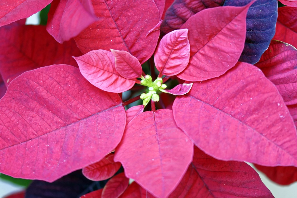 Цветок с красными листьями