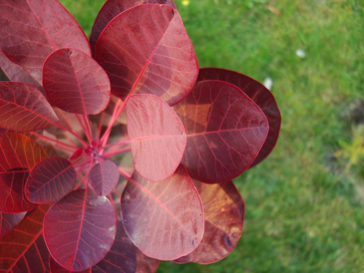 Роза с бордовыми листьями