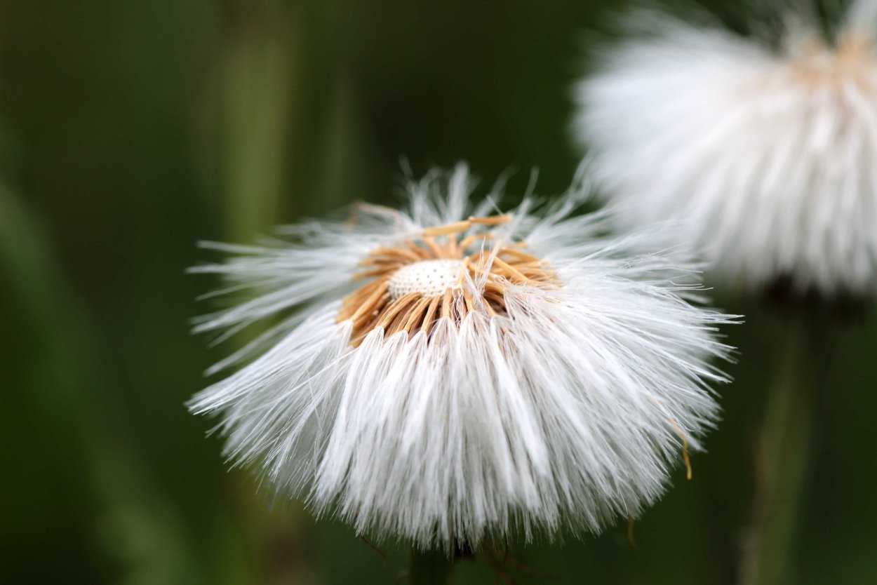 Одуванчик пушистый