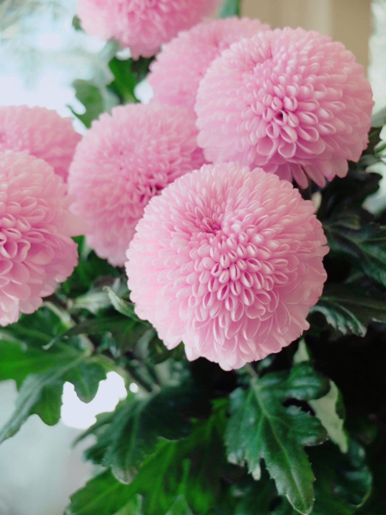 Хризантема Фуджи Сноу