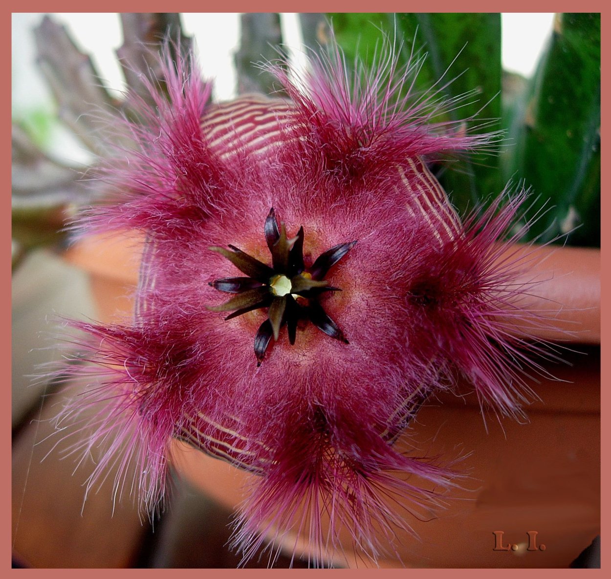 Стапелия hirsuta