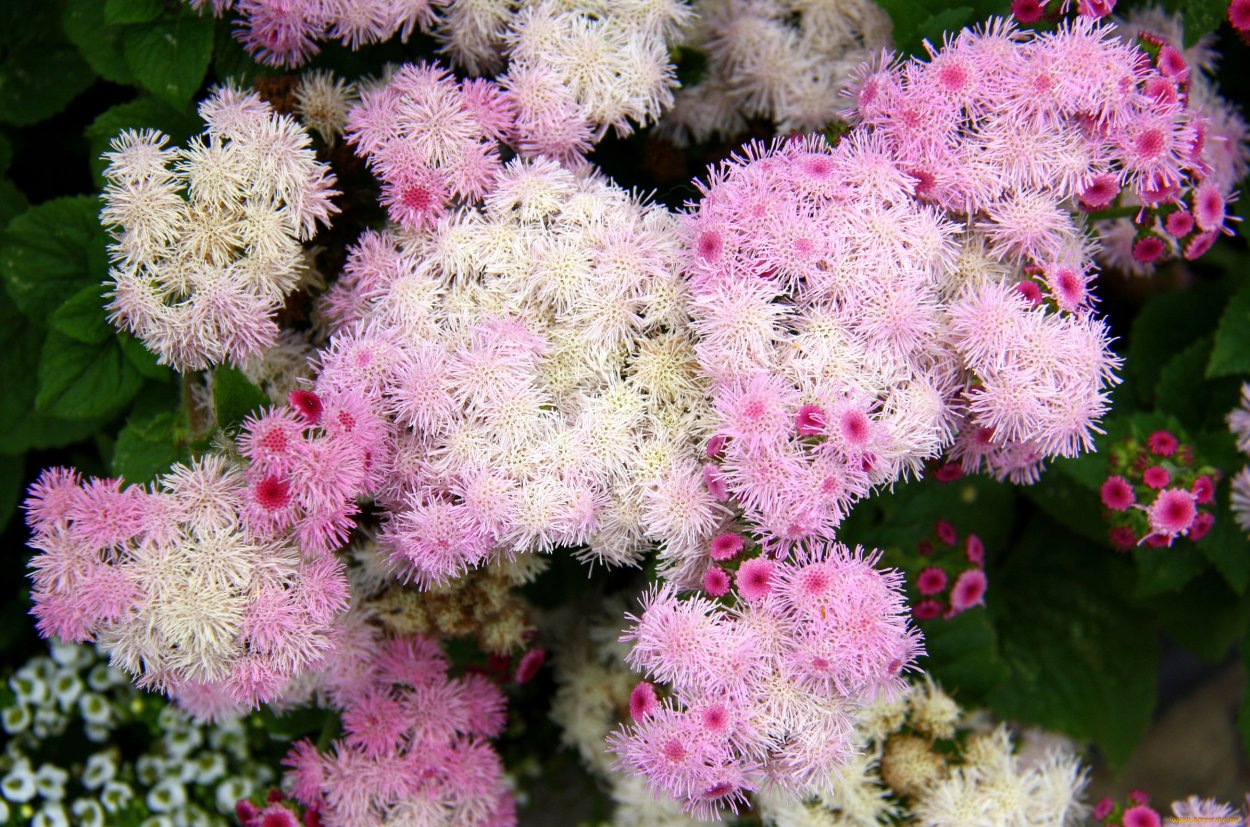 Агератум мексиканский розовый